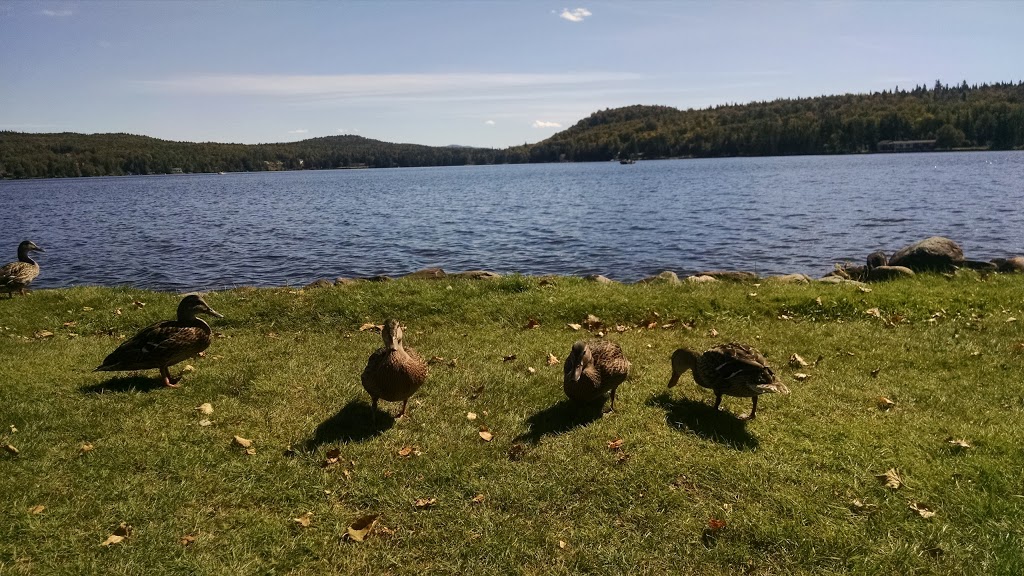 Tall Timber Lodge | 609 Beach Rd, Pittsburg, NH 03592, USA | Phone: (603) 538-6651