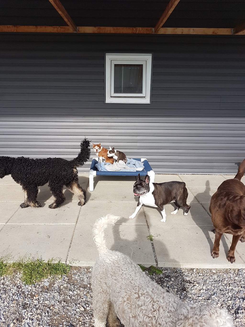 Gone Wild Kennels | 271109 Range Rd 50, Cochrane, AB T4C 2X2, Canada | Phone: (403) 932-7570