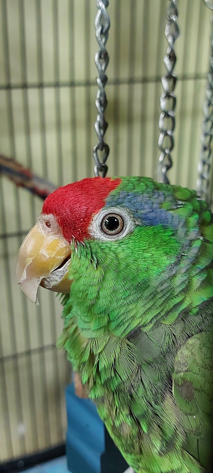 Treasured petz | 5875 Ferry St, Niagara Falls, ON L2G 1S8, Canada | Phone: (905) 228-3407