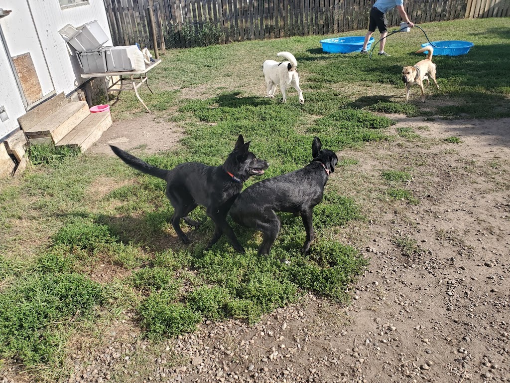 Eagle Lake Boarding Kennel | 233064 Range Rd 245, Strathmore, AB T1P 1K5, Canada | Phone: (403) 801-9472