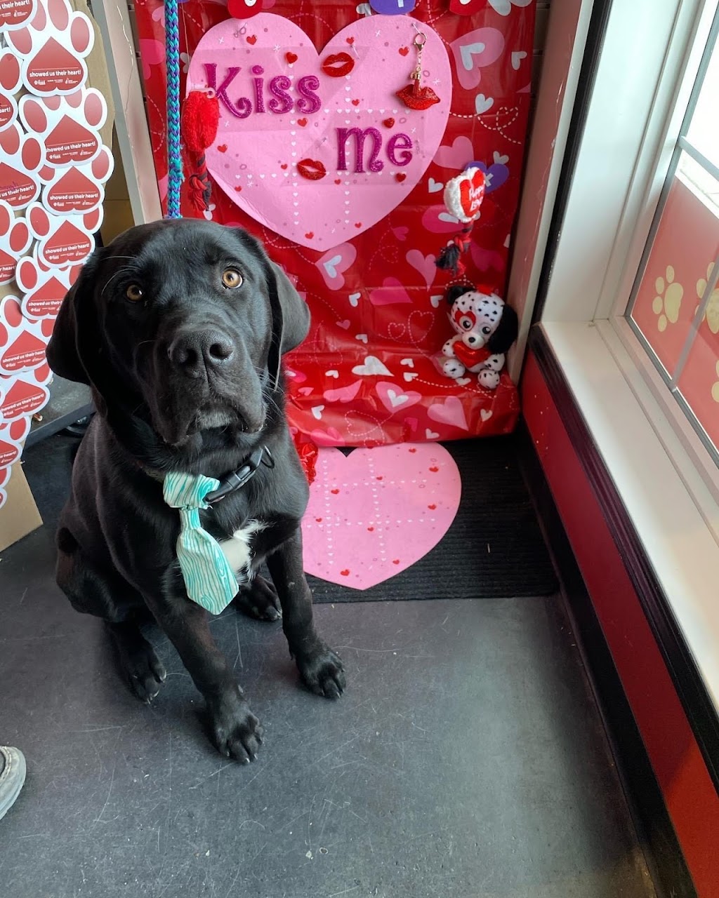 Global Pet Foods Sylvan Lake | 40 Hewlett Park Landing Bay 1, Sylvan Lake, AB T4S 2J3, Canada | Phone: (403) 887-2024