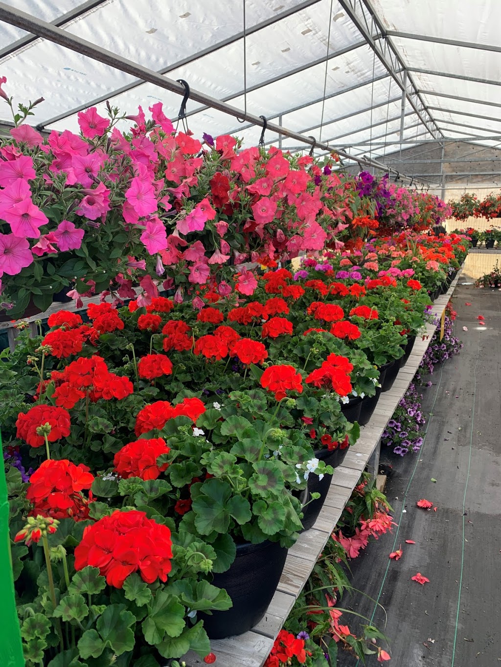 Denise & Sylvain Garden Centre | 767 Notre Dame St, Embrun, ON K0A 1W1, Canada | Phone: (613) 677-1052