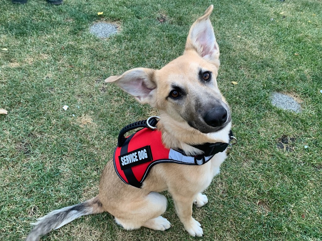 Pawsitive Solutions Dog Training | 5600 Centre St N, Calgary, AB T2K 0T3, Canada | Phone: (403) 467-9076