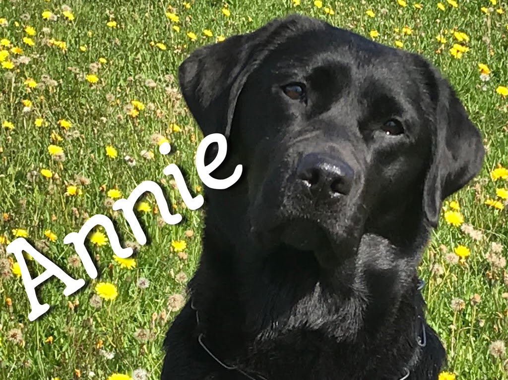 Grimmers Canine College | 59 Chemin Ohio, Shédiac, NB E4P 2J8, Canada | Phone: (506) 532-8852
