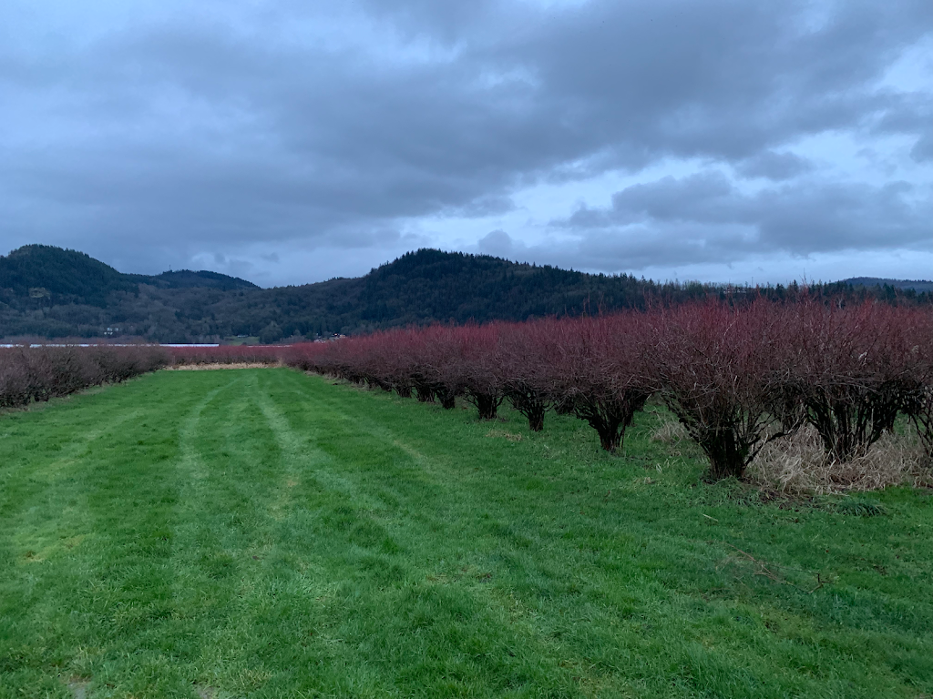 Matsqui Blue Farms | 34621 Hallert Rd, Abbotsford, BC V3G 1R3, Canada | Phone: (604) 859-8918