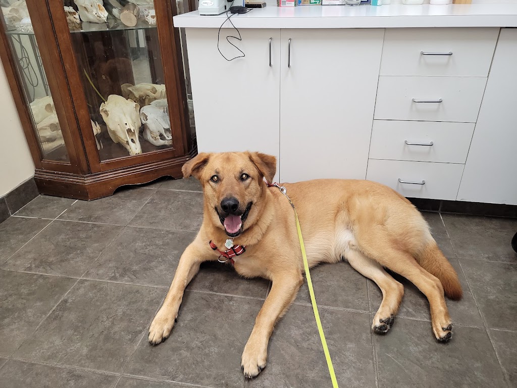 Animal Hospital of Manitoba | 995 Main St, Winnipeg, MB R2W 3P8, Canada | Phone: (204) 586-3334