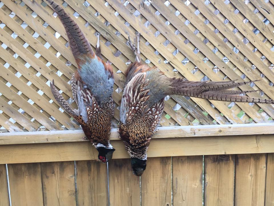 WINGS AND WATER OUTFITTERS | 105 Lumber Rd, Victoria Harbour, ON L0K 2A0, Canada | Phone: (705) 770-4146