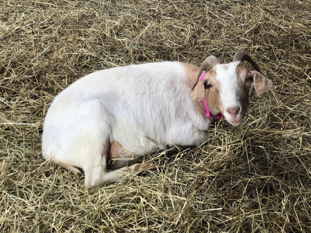 PPH Farms | 260 Maceachern Rd, Mount Herbert, PE C1B 3P7, Canada | Phone: (902) 628-7959