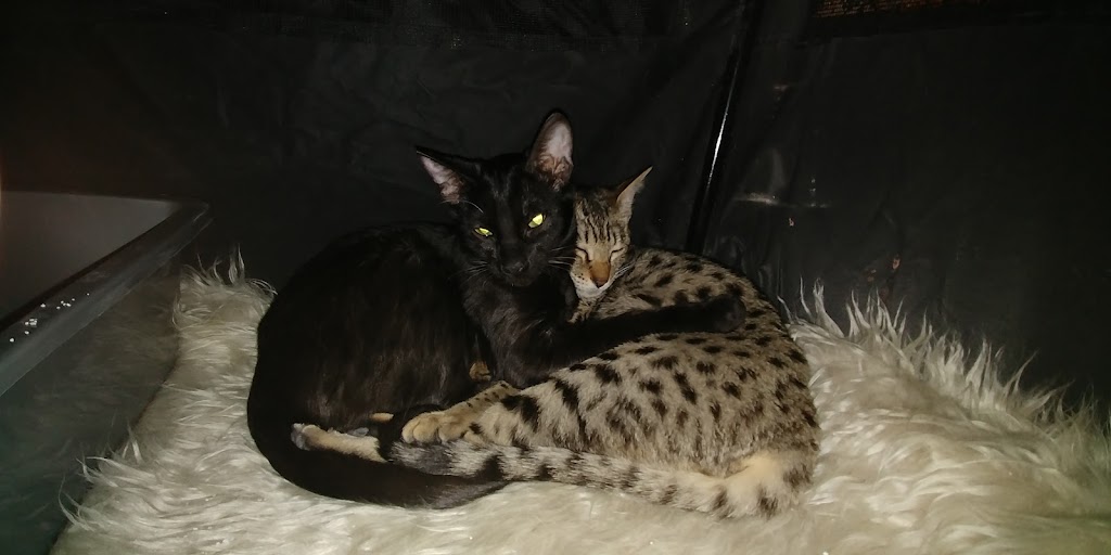 Exotik Cats | 274 Rte Ross, Saint-Patrice-de-Beaurivage, QC G0S 1B0, Canada | Phone: (581) 991-8511