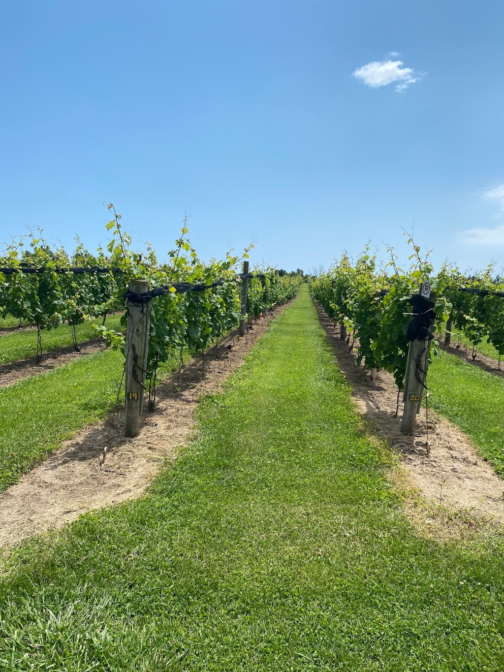 Quai Du Vin Estate Winery LTD | 45811 Fruit Ridge Line, St Thomas, ON N5P 3S9, Canada | Phone: (519) 775-2216