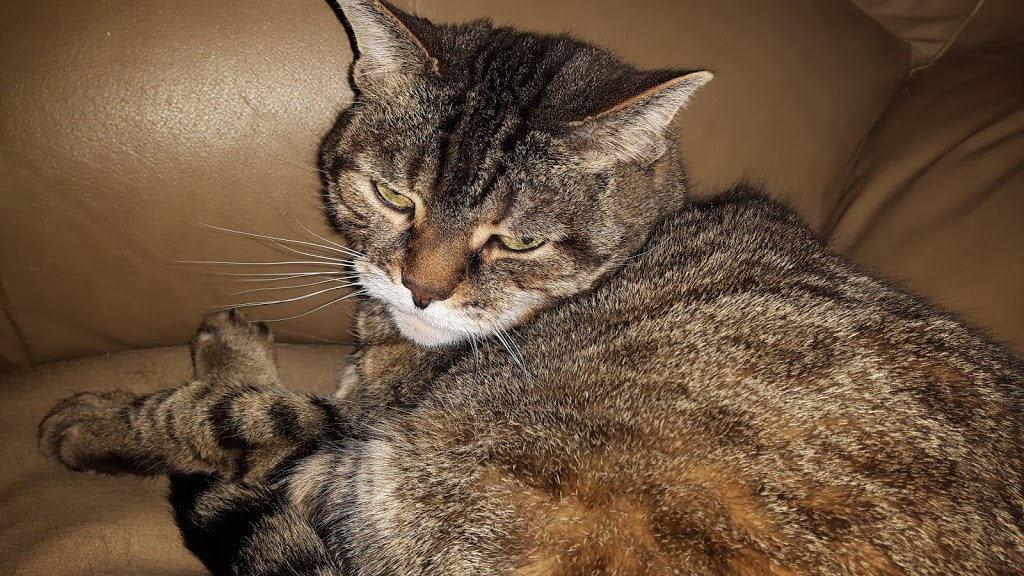 SPCA Fort Erie | 410 Jarvis St, Fort Erie, ON L2A 2T1, Canada | Phone: (905) 871-2461