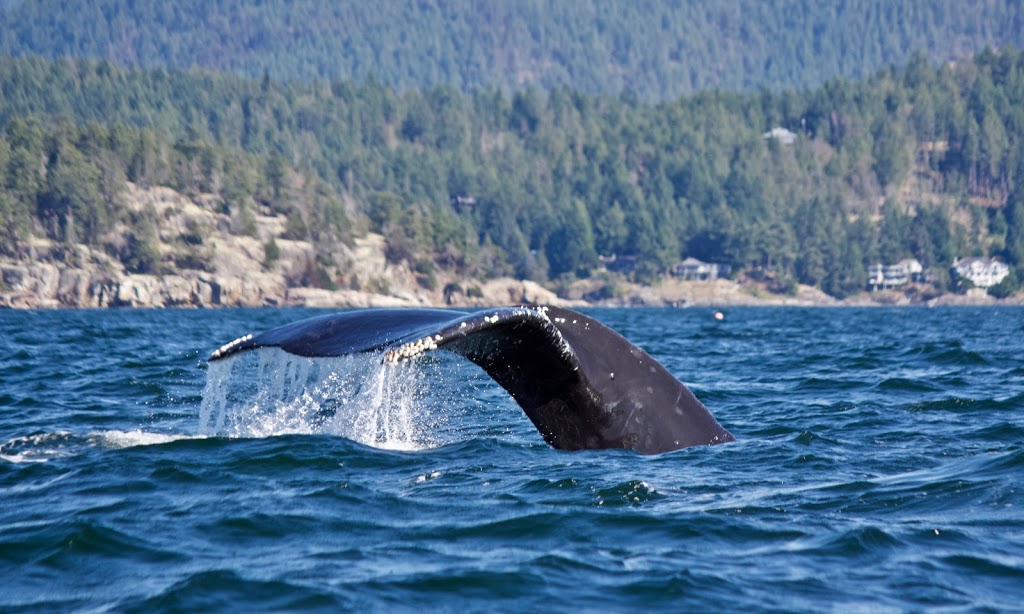 Trophy Charters Ltd | 12967 Madeira Park Rd, Madeira Park, BC V0N 2H0, Canada | Phone: (604) 763-4104