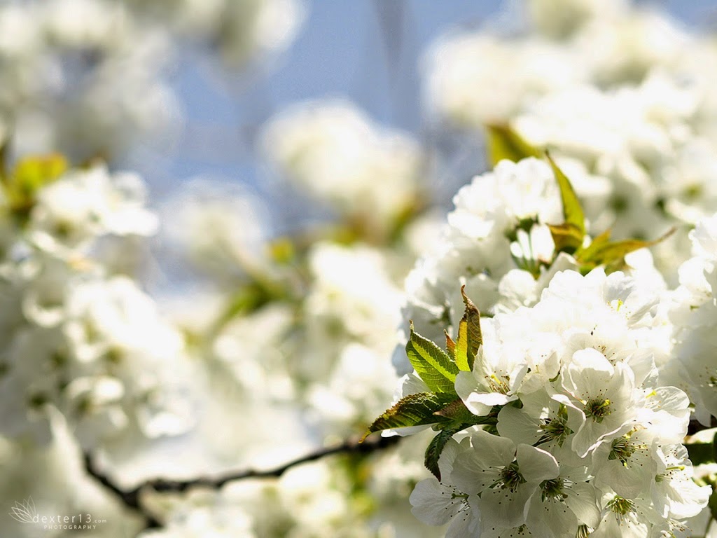 DMP Flowers and Gifts | 1003 Brock St S, Whitby, ON L1N 4L7, Canada | Phone: (905) 666-8173