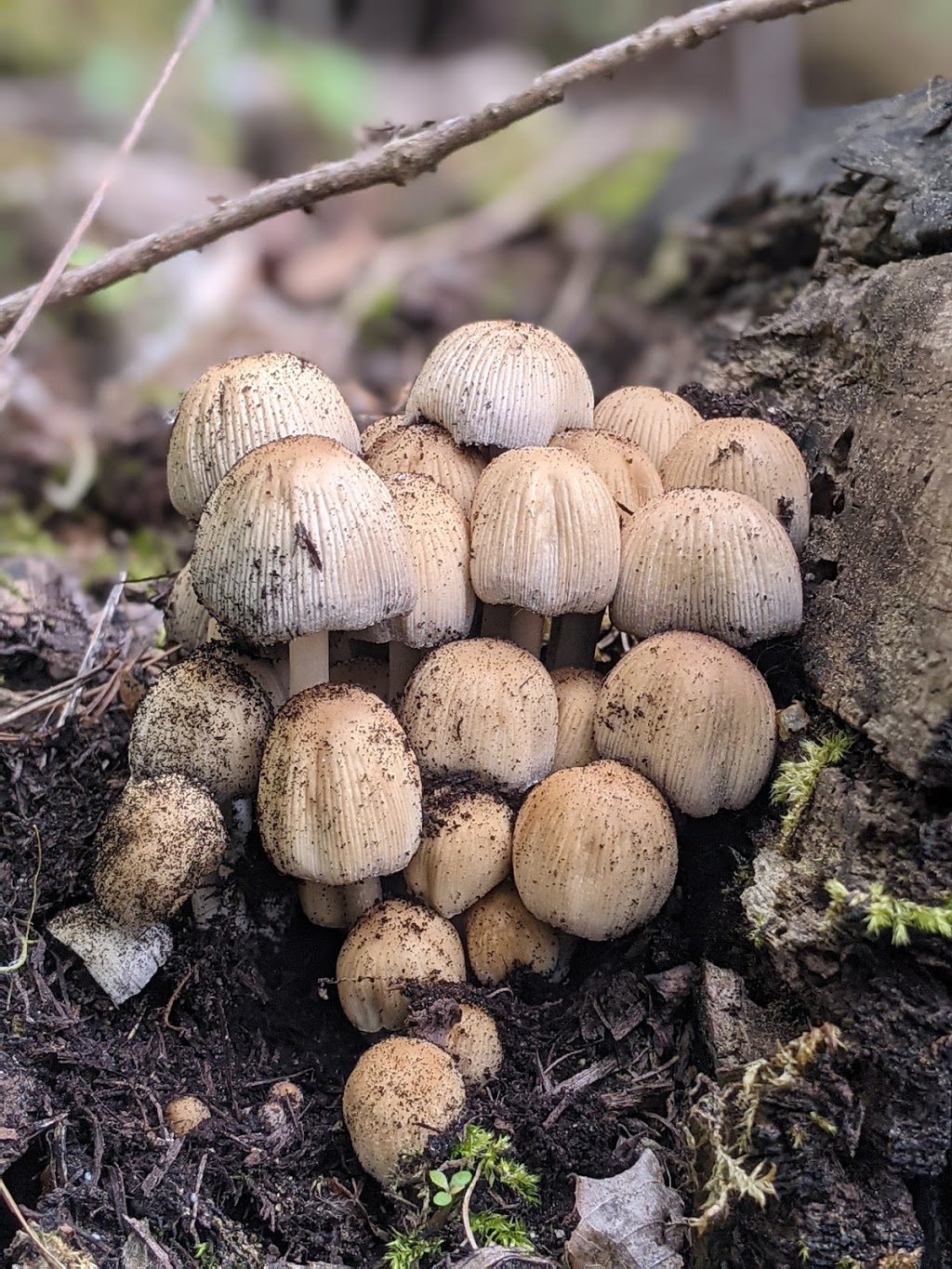 Grand River Mycology | 70 Arrowhead Crescent, Kitchener, ON N2P 1B9, Canada | Phone: (226) 505-0185