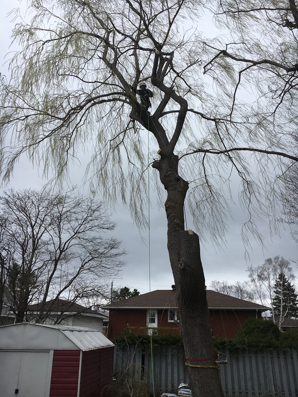 Arborist Tree Service | 1709 Beachburg Rd, Beachburg, ON K0J 1C0, Canada | Phone: (613) 639-4804
