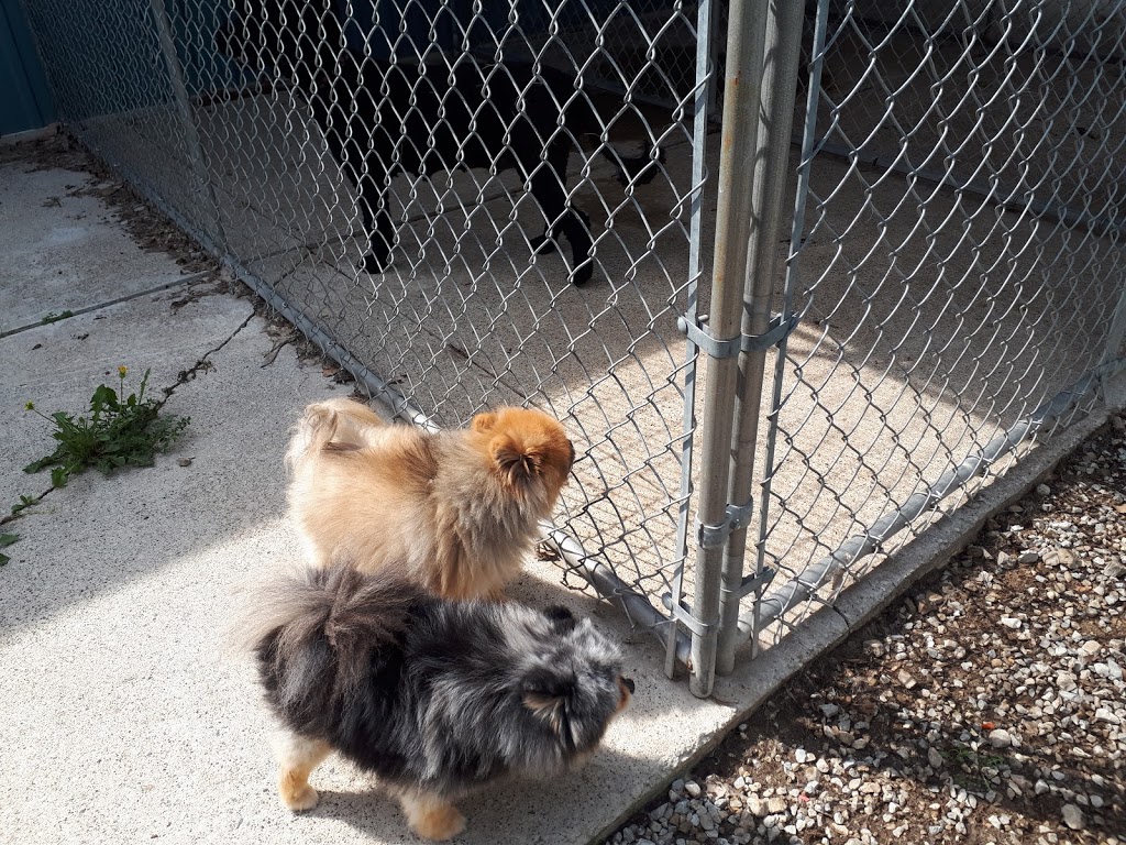 Pampered Pet Palace | 2798 S Talbot Rd, Cottam, ON N0R 1B0, Canada | Phone: (519) 733-5205