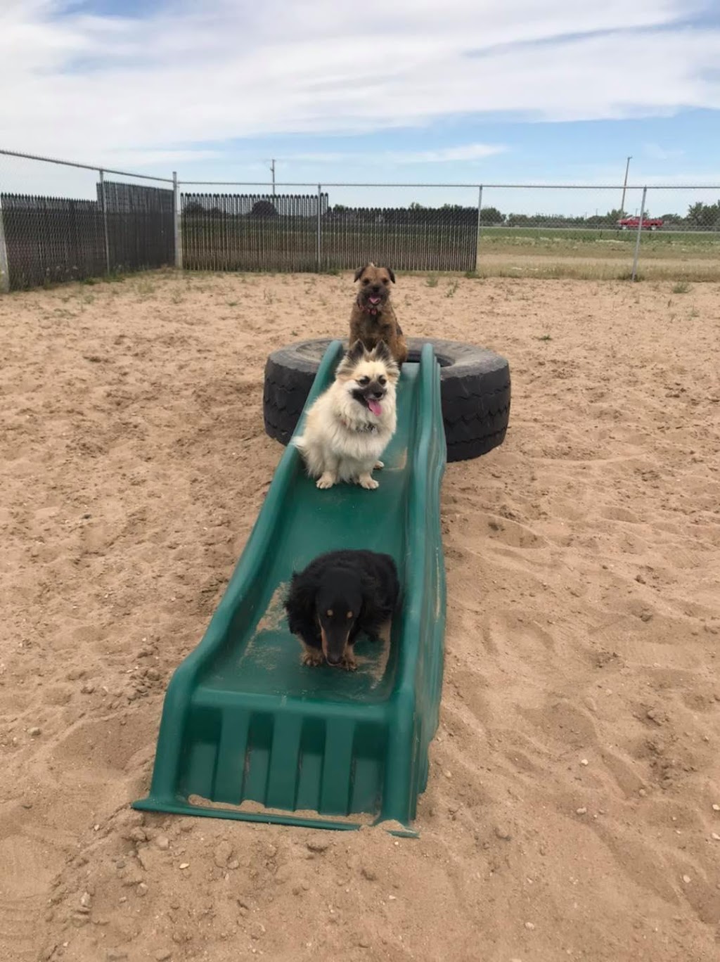 Fidos Place Doggy Daycare, Grooming and Training Centre (Weyburn) | 325 Queen St, Weyburn, SK S4H 2L2, Canada | Phone: (306) 842-1842