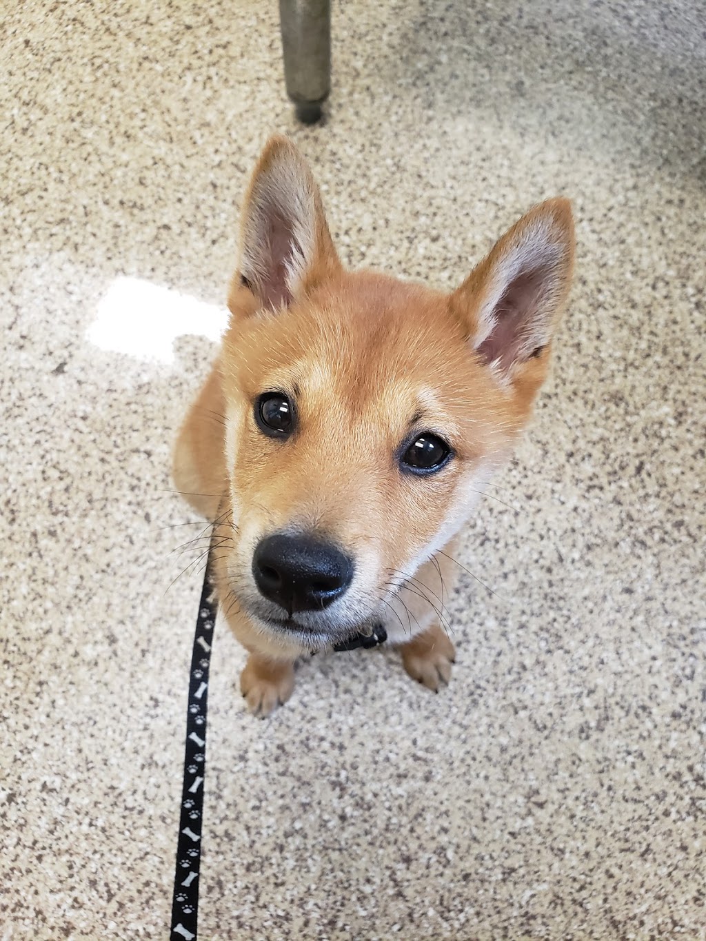 Otonabee Animal Hospital | 3881 Wallace Point Rd, Peterborough, ON K9J 6Y3, Canada | Phone: (705) 743-4936