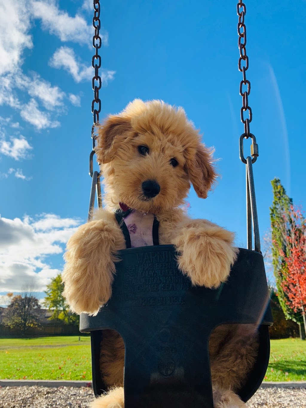 Karah Kennels | 1383 County Rd 1 W, Greater Napanee, ON K7R 3L1, Canada | Phone: (613) 484-0488
