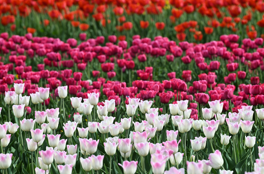 Tulipes.ca | 1201 Chem. du Général Vanier, Boucherville, QC J4B 5E4, Canada | Phone: (833) 885-4737