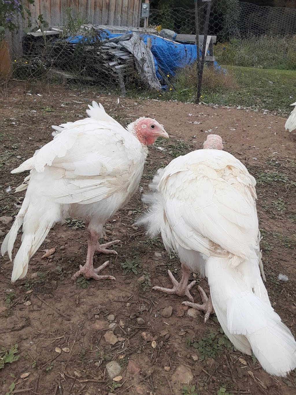 Country turkeys | 15165 Whittaker Rd, Belmont, ON N0L 1B0, Canada | Phone: (226) 802-8199