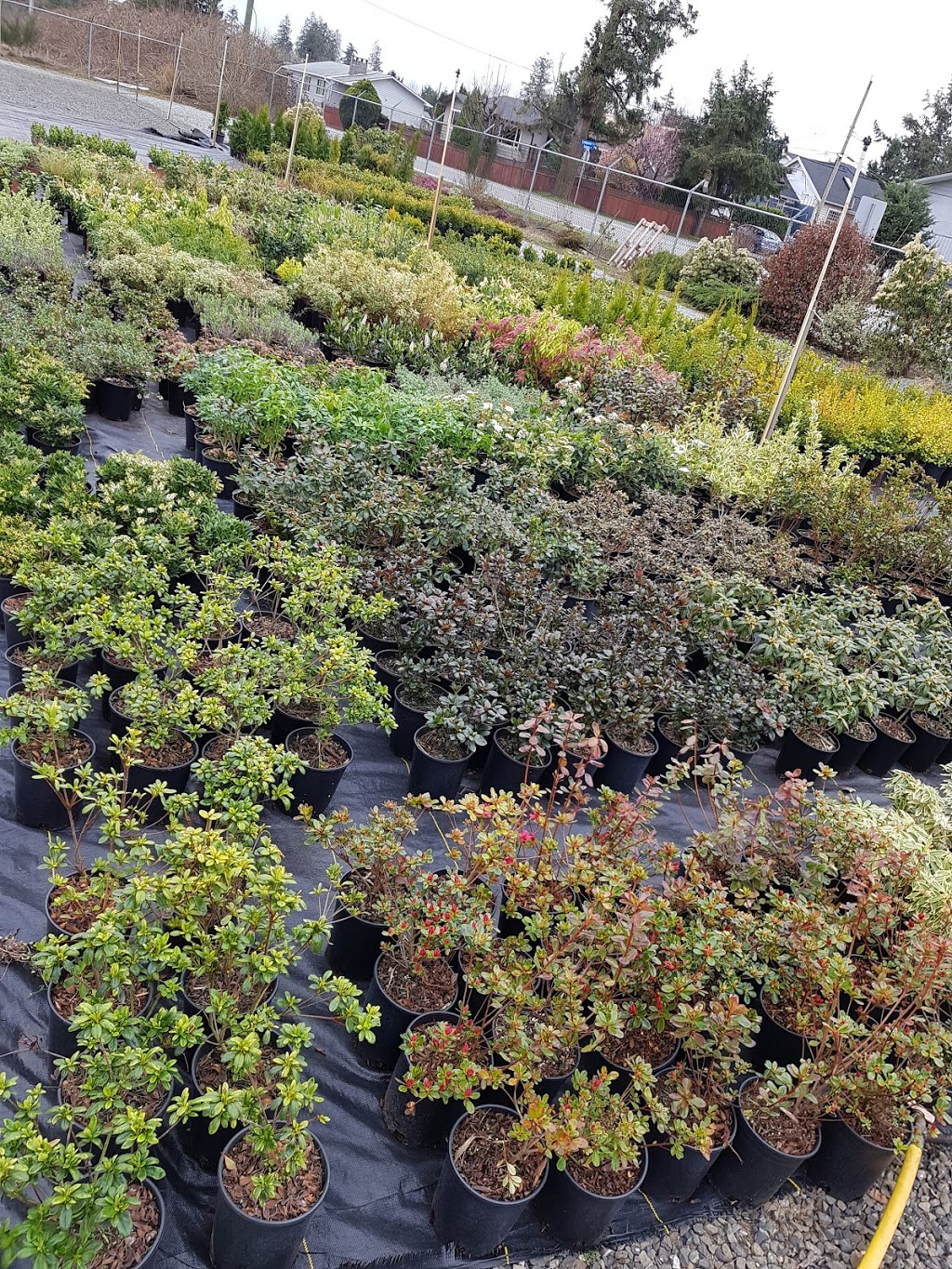 Green Mountain Nursery Ltd. | 2682 Lefeuvre Rd, Abbotsford, BC V4X 1H6, Canada | Phone: (604) 300-7226