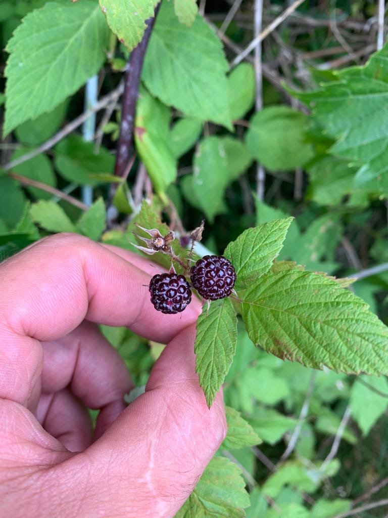 Meanwhile Blueberry Farm | 2779 Herald Rd, Sharon, ON L0G 1V0, Canada | Phone: (905) 392-7644