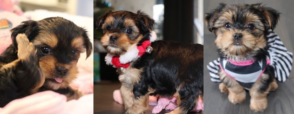 4Paws 1Pup | 1870 Grillo Dr, LaSalle, ON N9H 2L9, Canada | Phone: (226) 975-6323