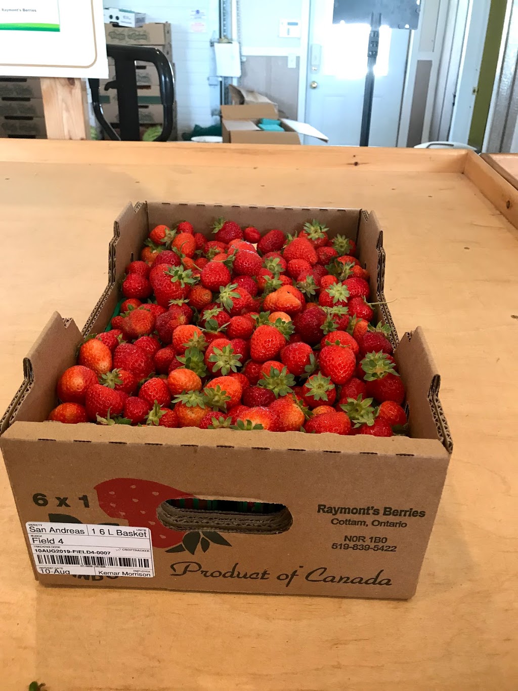 Raymonts Berry Farm | 445 Essex Road 14, Cottam, ON N0R 1B0, Canada | Phone: (519) 839-5422