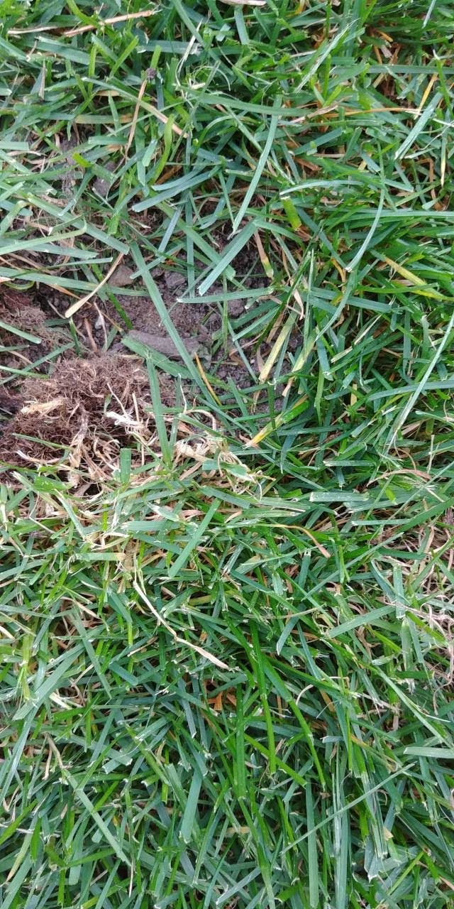 Instant Lawns - Sod Installation Ottawa | 770 Industrial Ave Unit 10, Ottawa, ON K1G 4H3, Canada | Phone: (613) 733-7253