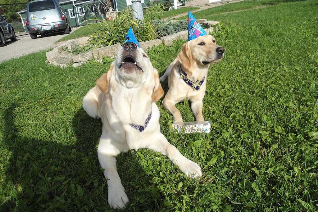 Pinetree Pet Resort | 5951 ON-6, Guelph, ON N1H 6J2, Canada | Phone: (519) 787-9934