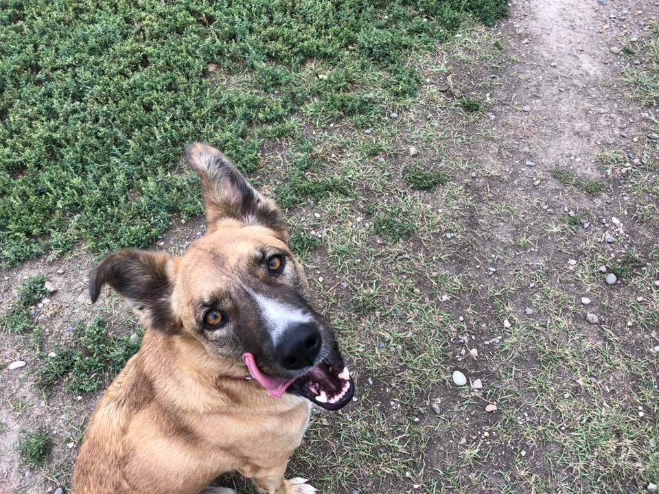 Kellys Kountry Kennels | Township Rd 104 & Range Rd 23-4, Nobleford, AB T0L 1S0, Canada | Phone: (403) 824-3905