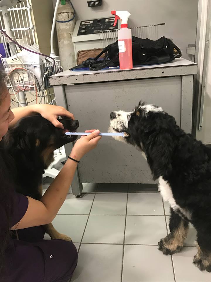 Animal Hospital Of River Oaks | 161 Old Upper Middle Rd, Oakville, ON L6H 1M2, Canada | Phone: (905) 338-6257