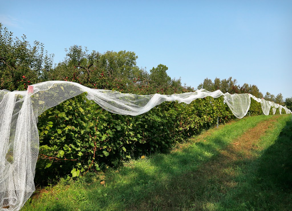 Château de cartes, wine and cider | 1285 Rue Bruce, Dunham, QC J0E 1M0, Canada | Phone: (450) 295-2359