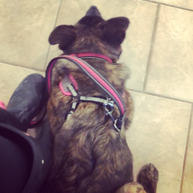 Sherbrooke Heights Animal Hospital | 1625 Sherbrooke St, Peterborough, ON K9K 0E6, Canada | Phone: (705) 745-5550