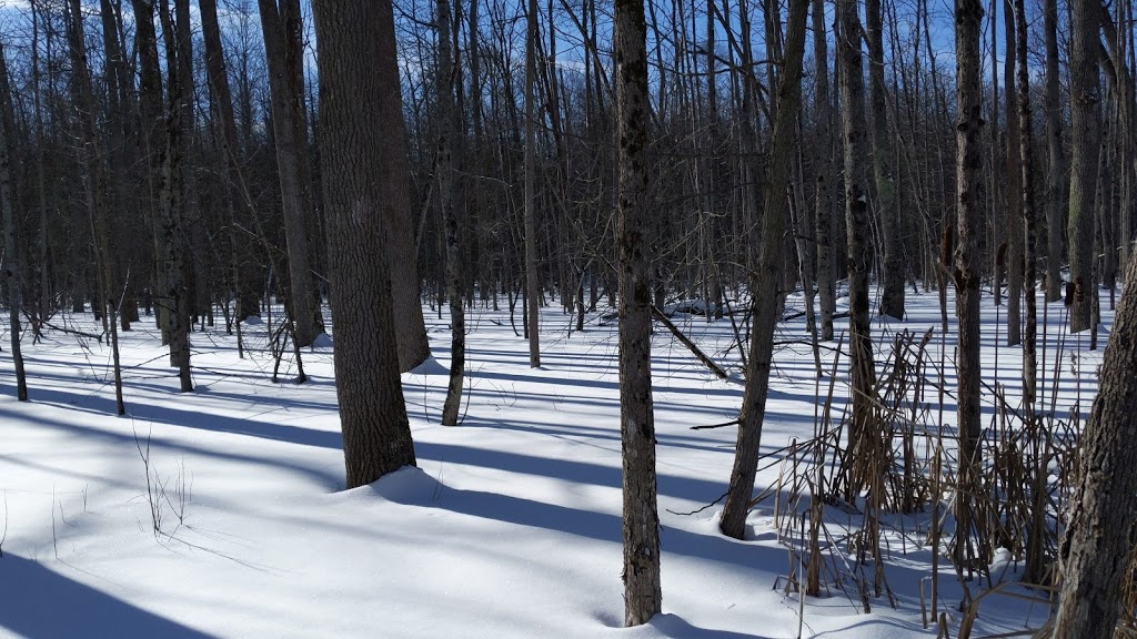 The Nature Preserve at Friday Harbour | 311 Big Bay Point Rd, Innisfil, ON L9S 2L3, Canada | Phone: (833) 812-8880