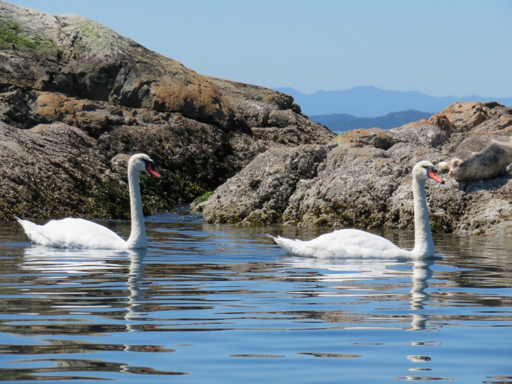 Victoria Waterfront Tours | 475 Head St, Victoria, BC V9A 5S1, Canada | Phone: (250) 858-9090