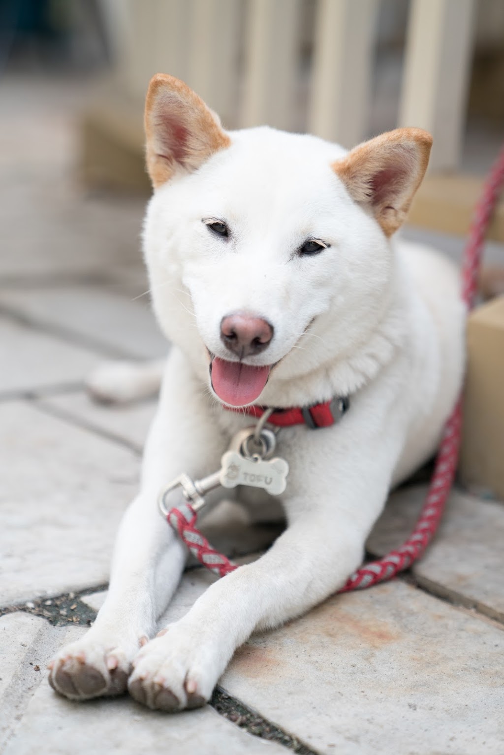 Oakpark Pet Hospital | 370 Dundas St E C1, Oakville, ON L6H 6Z9, Canada | Phone: (905) 257-7387