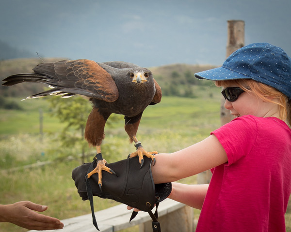 Allan Brooks Nature Centre | 250 Allan Brooks Way, Vernon, BC V1T 9L4, Canada | Phone: (250) 260-4227
