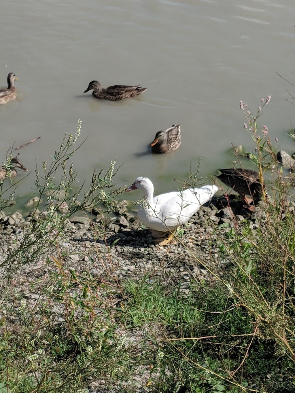 Osprey Marsh | 6076 Osprey Blvd, Mississauga, ON L5N 8K3, Canada