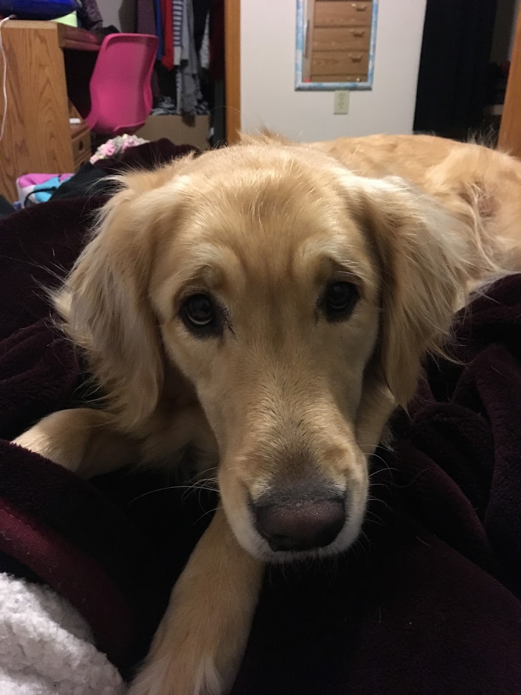 Danas Dog Care | Hobson Rd, Central Elgin, ON N5P 3S6, Canada | Phone: (226) 374-4921