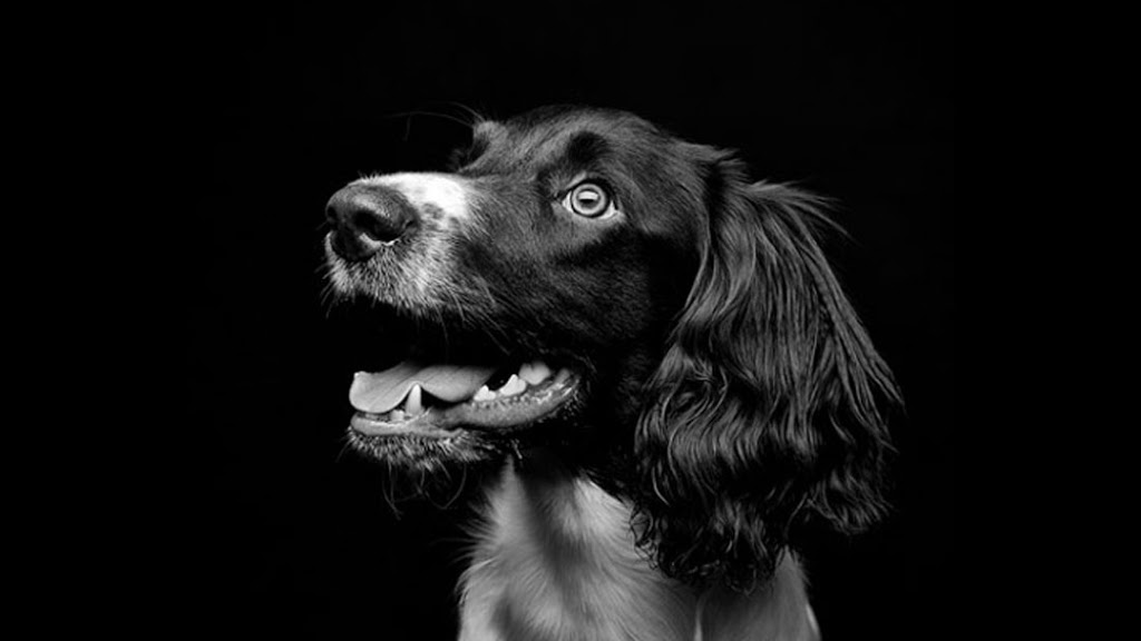 Ranchlands Veterinary Clinic Calgary | 7750 Ranchview Dr NW, Calgary, AB T3G 1Y9, Canada | Phone: (403) 457-3558