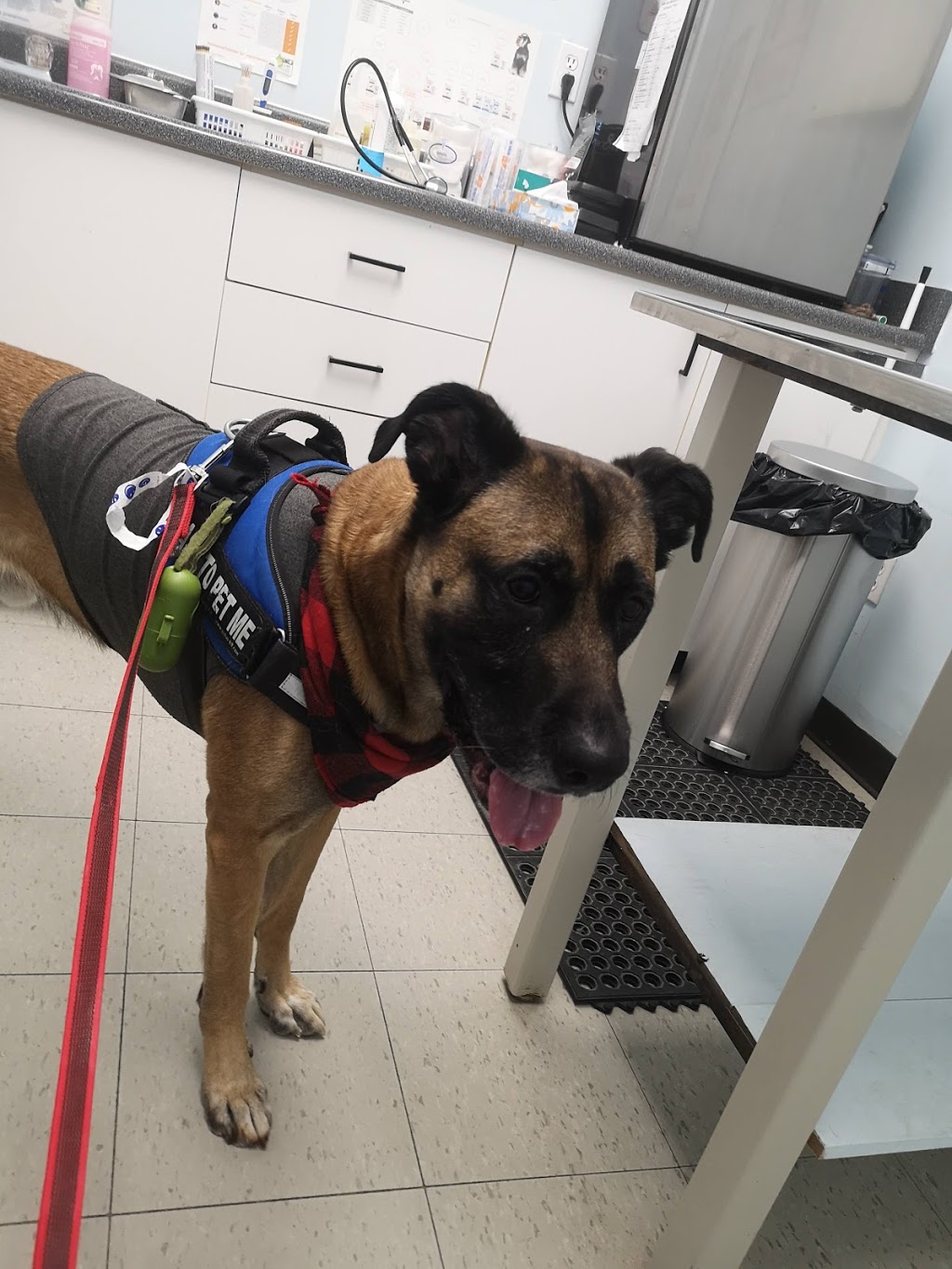 Lakeridge Animal Hospital | 456 Vodden St E, Brampton, ON L6S 5Y7, Canada | Phone: (905) 450-8614