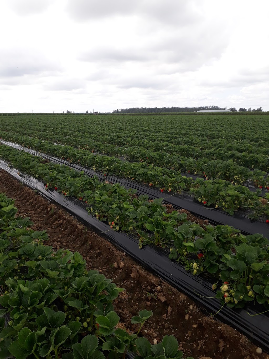 Berry Haven Farm | 320 Mount Lehman Rd, Abbotsford, BC V4X 2L4, Canada | Phone: (604) 859-6380
