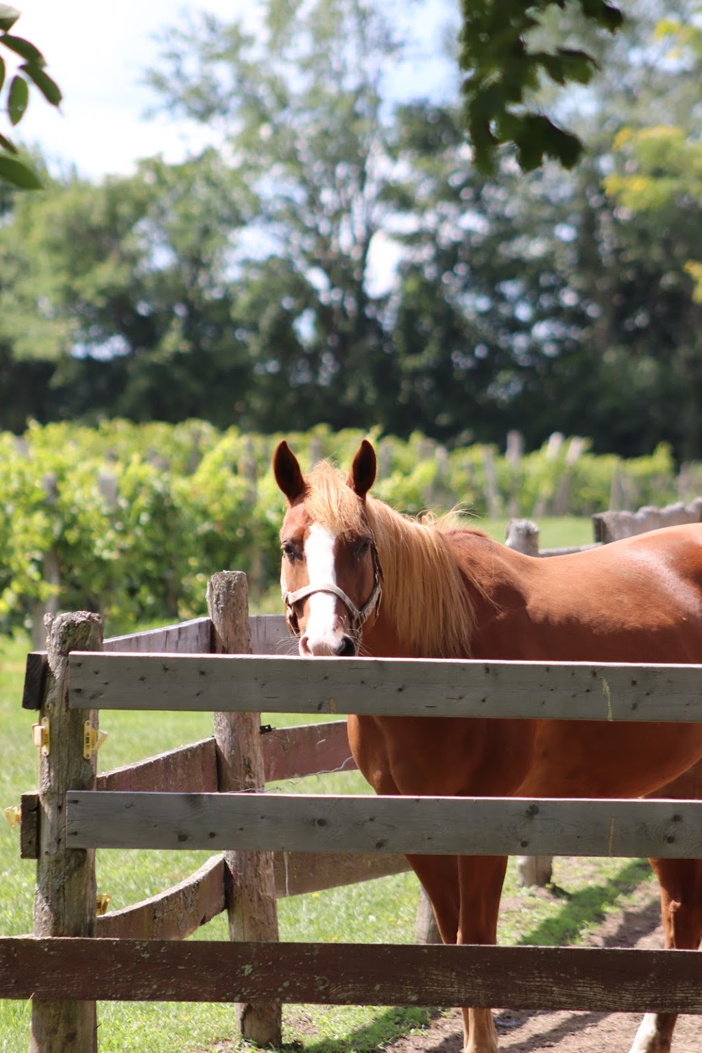 Domaine du Ridge | 205 Chemin Ridge, Saint-Armand, QC J0J 1T0, Canada | Phone: (450) 248-3987