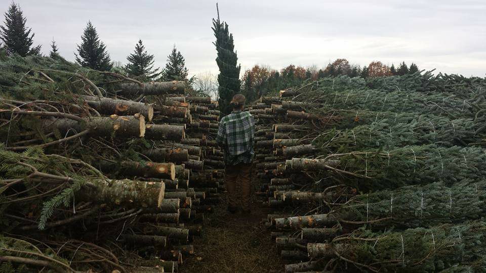 Georgian Bay Tree Farms - 6073 Line 4 N, Oro-Medonte, ON L4R 4K3, Canada