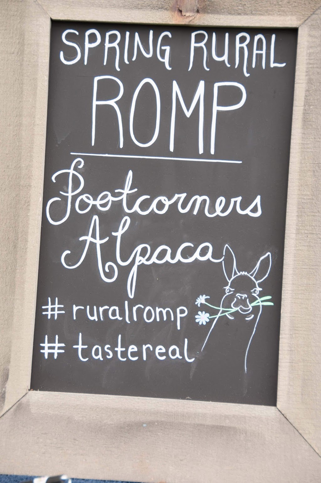 Pootcorners Alpacas | 9455 Road 146, Palmerston, ON N0G 2P0, Canada | Phone: (519) 343-3745