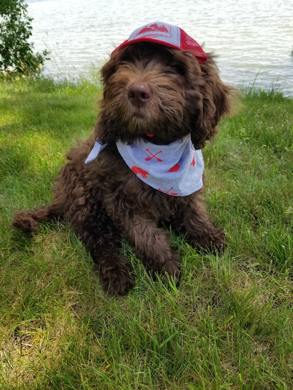 Arrowhead Labradoodles and Cobberdogs | 5121 Line 89, Gowanstown, ON N0G 1Y0, Canada | Phone: (519) 292-9284