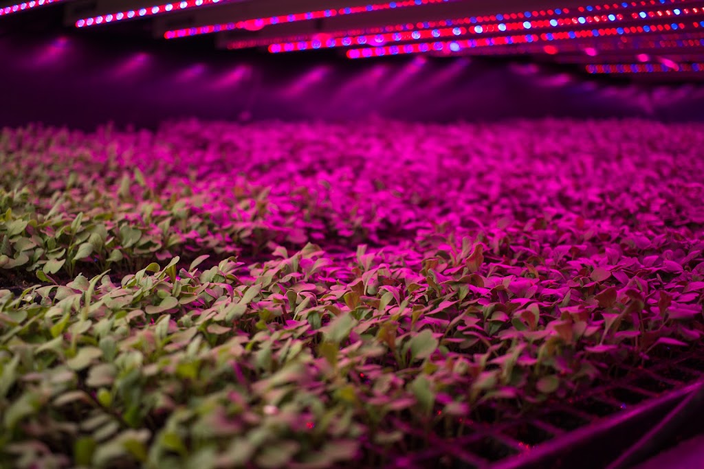 GoodLeaf Farms | 90 Research Dr, Bible Hill, NS B6L 2R2, Canada | Phone: (800) 489-0087