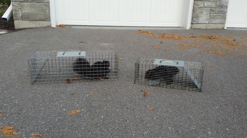 Nuisance Wildlife Removal | 257 N Indian Rd, Hastings, ON K0L 1Y0, Canada | Phone: (705) 930-9883